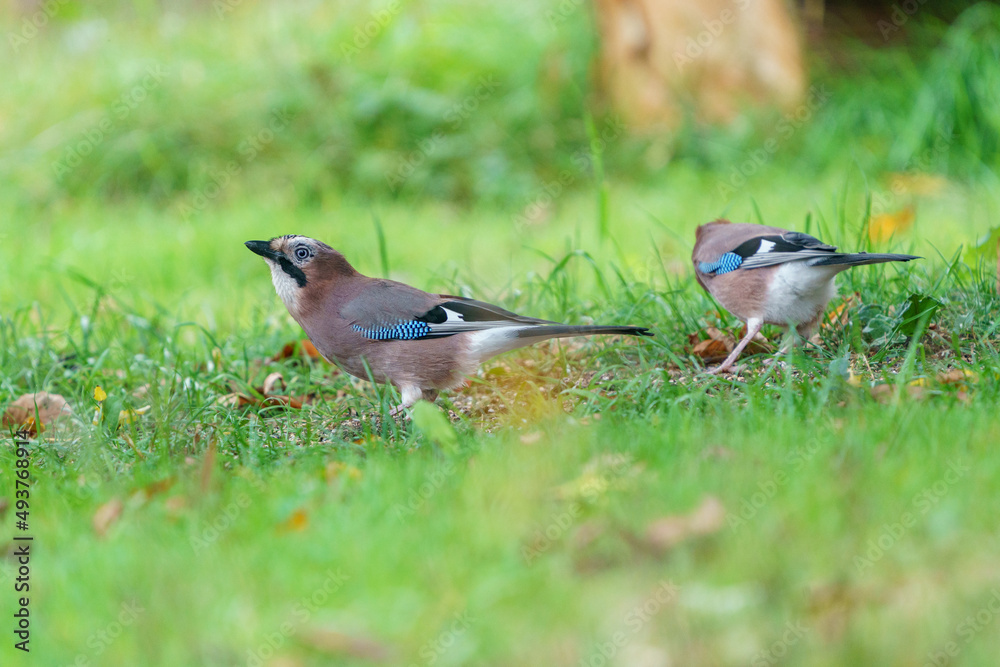 Obraz premium Eichelhäher