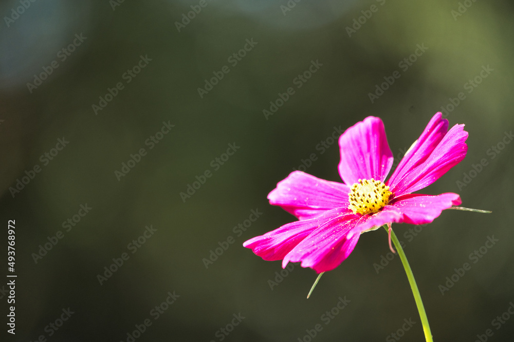 Fototapeta premium コスモスのクローズアップ