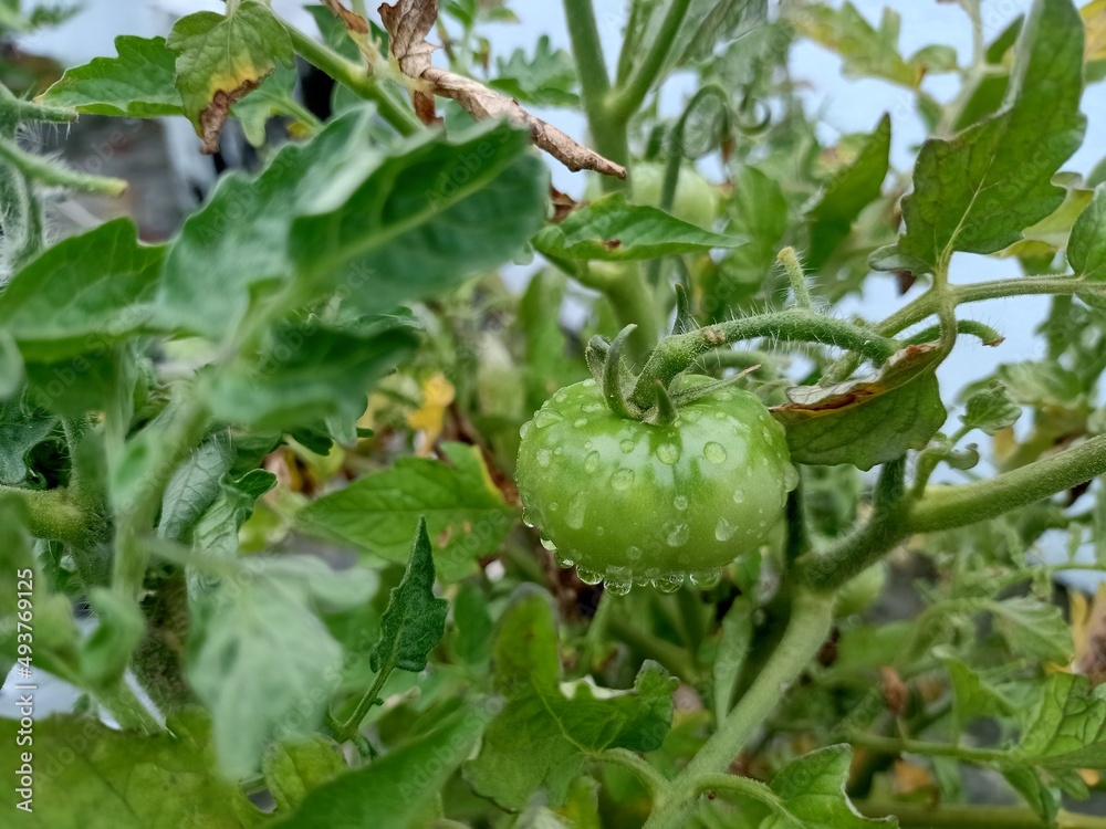 Fototapeta premium Tomato rain drops