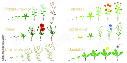 Set of growth cycles of field plants on a white background.