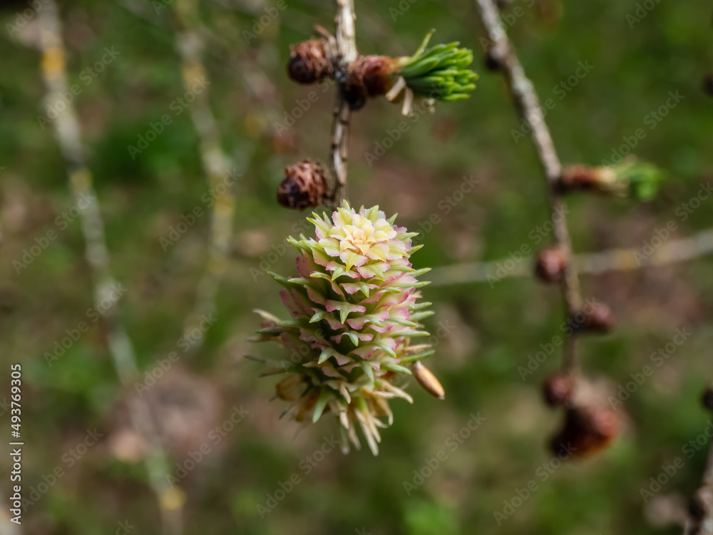 Close-up shot of the pink young female cones of the Japanese larch (Larix kaempferi) appearing in early spring on branches Close-up shot of the pink young female cones of the Japanese larch (Larix kaempferi) appearing in early spring on branches