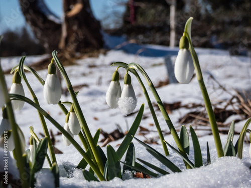 Close-up of the snowdrops Galanthus imperati 'Ginn's Form' with long, elegant flowers covered and surrounded with snow in sunlight in early spring photo