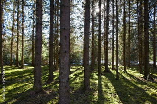Fototapeta Naklejka Na Ścianę i Meble -  Forest with the spring sun shinning through.