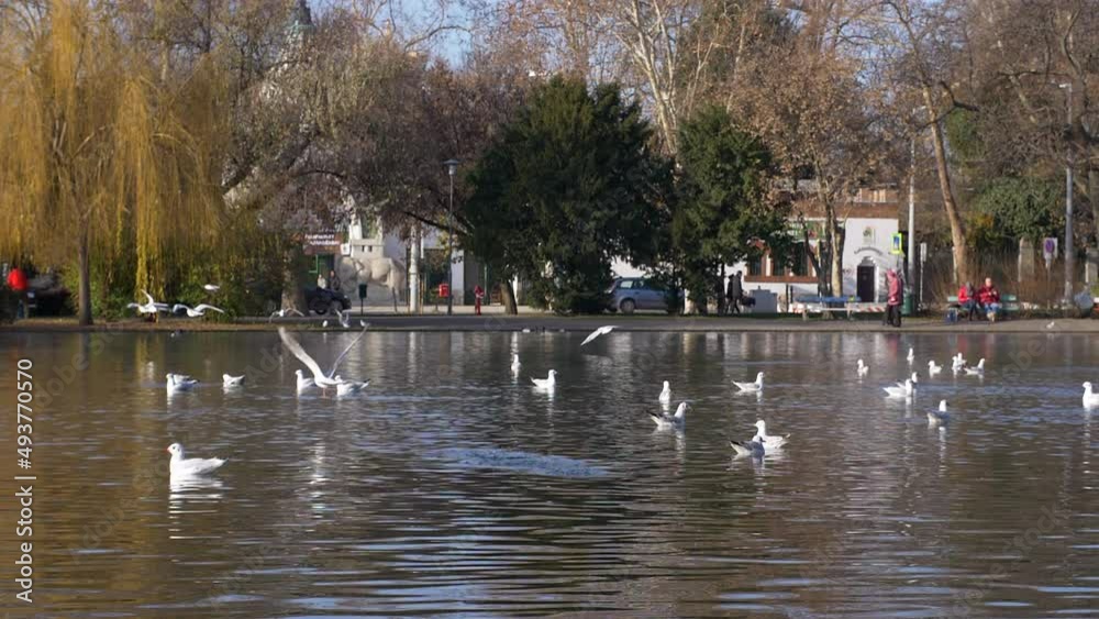 Seagulls and birds flying over the lake's water park 4K video Seagulls and birds flying over the lake's water park 4K video