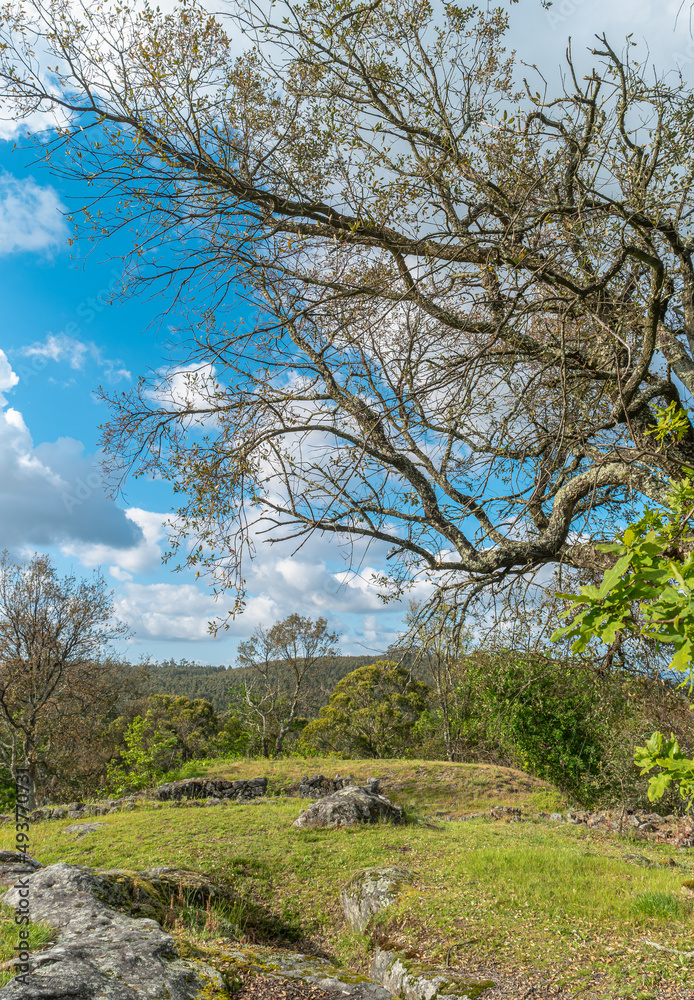Spring landscape lonely green oak tree on a green field of lush grass against a blue sky background of sun rays and white clouds. The concept of ecology. Spring landscape lonely green oak tree on a green field of lush grass against a blue sky background of sun rays and white clouds. The concept of ecology.