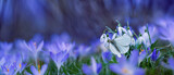 biały motyl na kwiatach przebśniegu i krokusów w piekny słoneczny dzień, wiosna w ogrodzie