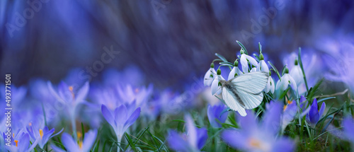 biały motyl na kwiatach przebśniegu i krokusów w piekny słoneczny dzień, wiosna w ogrodzie
