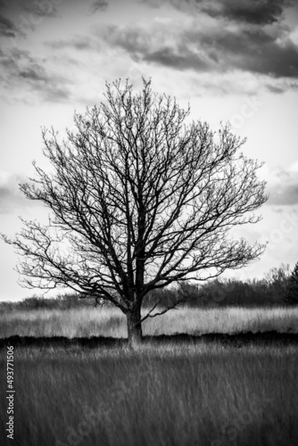 Samotne drzewo na pustkowiu w czerni i bieli
