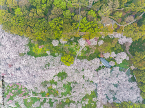 Early Spring Scenery of Cherry Blossom Garden in East Lake Scenic Area, Wuhan City, Hubei Province