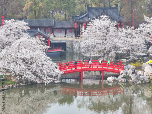 Early Spring Scenery of Cherry Blossom Garden in East Lake Scenic Area, Wuhan City, Hubei Province photo