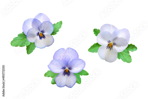 Light blue and white viola flower with leaves isolated set on white background. Floral design element.