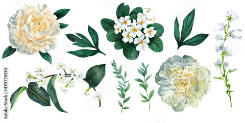 Set of white flowers including peonies and primrose © nurofina