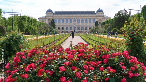 Massif de fleurs au Jardin des Plantes à Paris, rosier buisson couvert de roses rouges dans l'allée centrale du parc, au printemps (France)