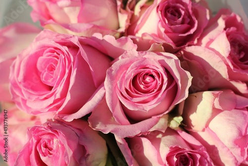 pink roses background