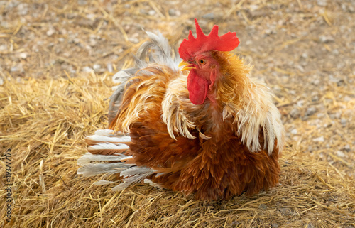 Canvas Print Mini Cochin chicken lie comfortably on the  rice straw appearance has feathers o