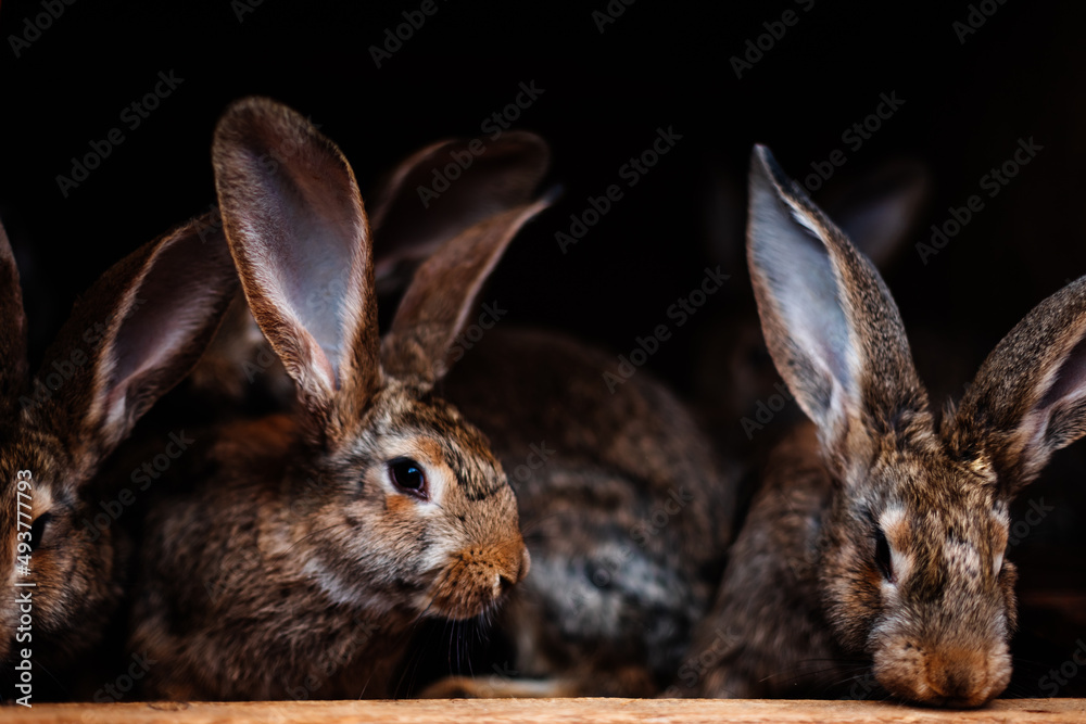 rabbit isolated on white rabbit isolated on white