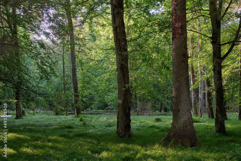 Light entering rich deciduous forest Light entering rich deciduous forest