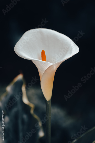 Cala en flor, detalle romanticismo photo