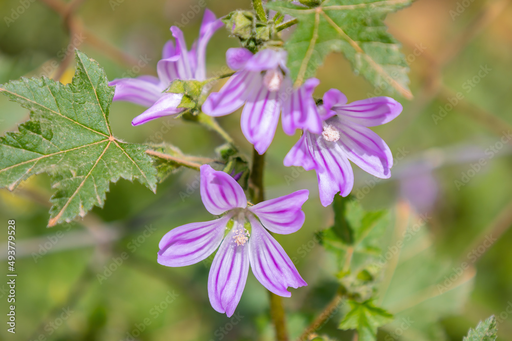 Malva sylvestris is a species of the mallow genus Malva in the family of Malvaceae. Known as common mallow, it acquired the names of cheeses, high mallow and tall mallow. Malva multiflora Cav. Soldano