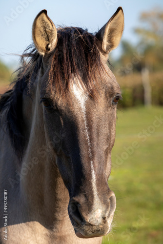 Lusitano gelding horse portrait. Grullo coat color head horse outdoor. © Fotema
