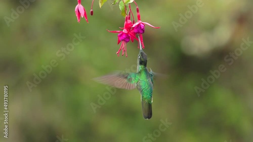 slow motion clip of a male talamanca hummingbird feeding from a fushia flower at a garden in the cloud forest of costa rica photo