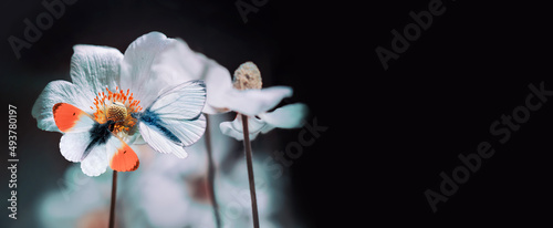 dwa motyle na białym kwiatku w ogrodzie o poranku na ciemnym tle, wiosenny baner z motylami