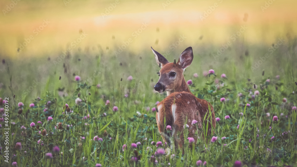 Fototapeta premium deer in the field