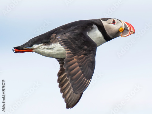 Puffin in flight