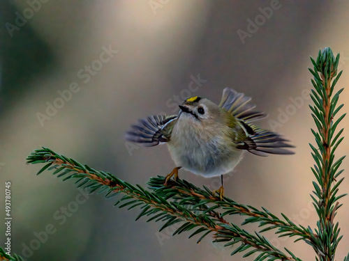 Goldcrest