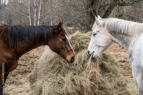 deux chevaux mangent du foin photo