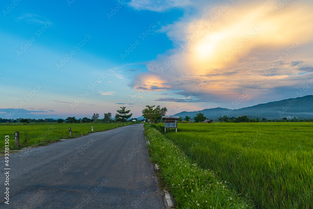 A rural road stretches between green rice fields on both sides in the evening of Chiang Rai, Thailand.