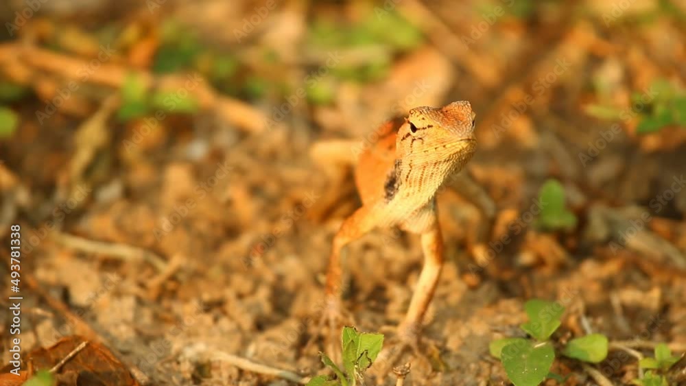 Lizard is standing on ground , out door Chiangmai Thailand Lizard is standing on ground , out door Chiangmai Thailand