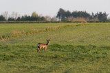 Roe deer on a background of green spring grass. Wild animals on the background of a green field.