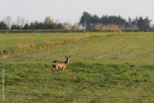 Roe deer on a background of green spring grass. Wild animals on the background of a green field. © PhotoRK