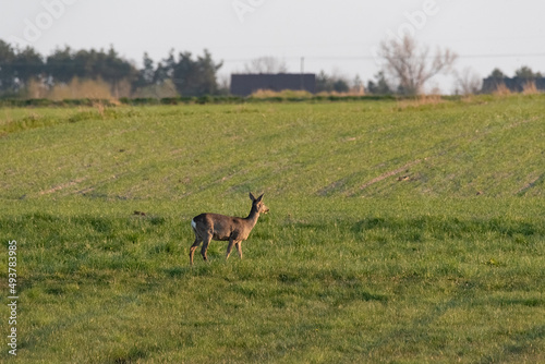Roe deer on a background of green spring grass. Wild animals on the background of a green field.
