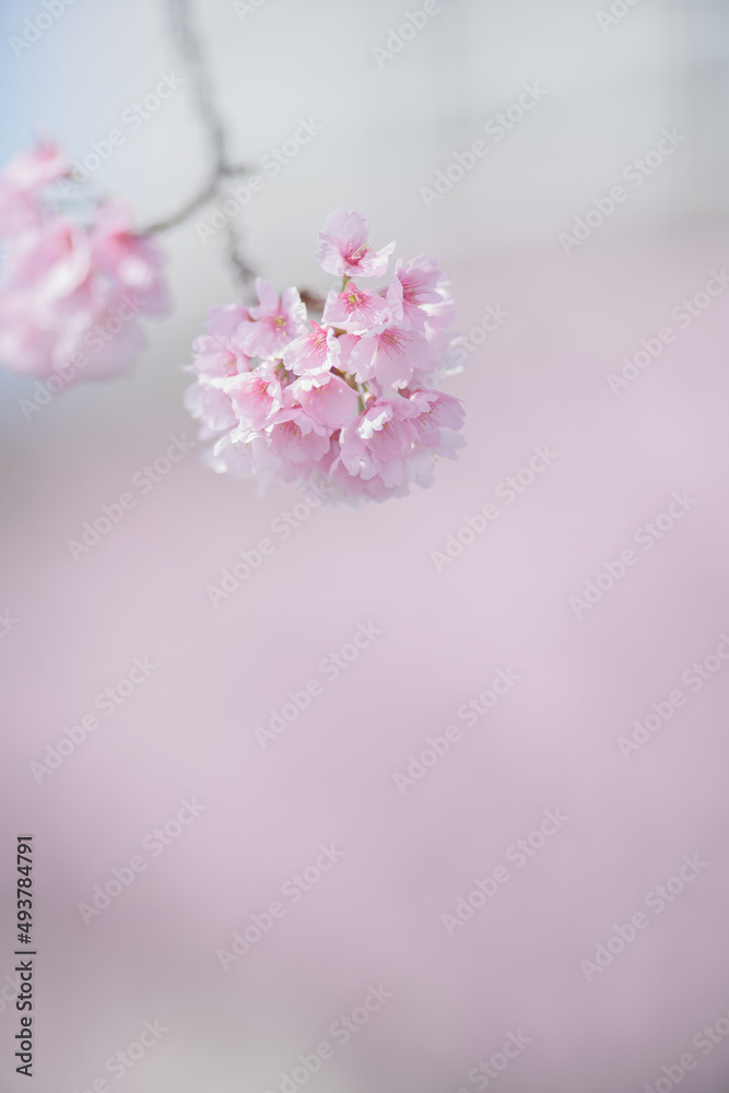 満開の桜の花　寒緋桜