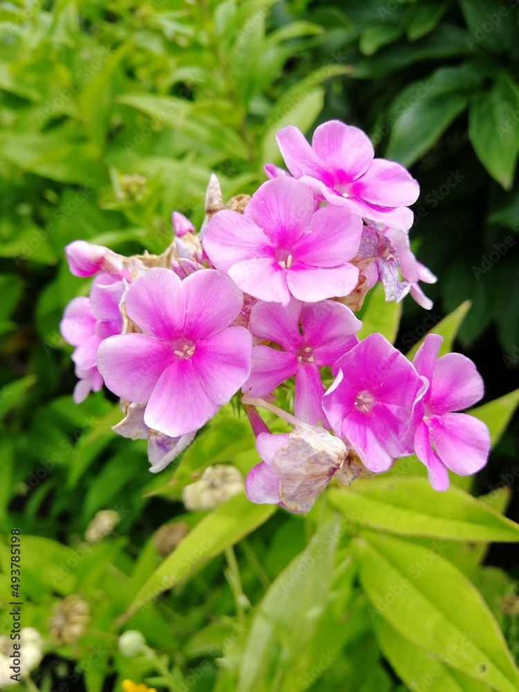 pink flowers in the garden pink flowers in the garden