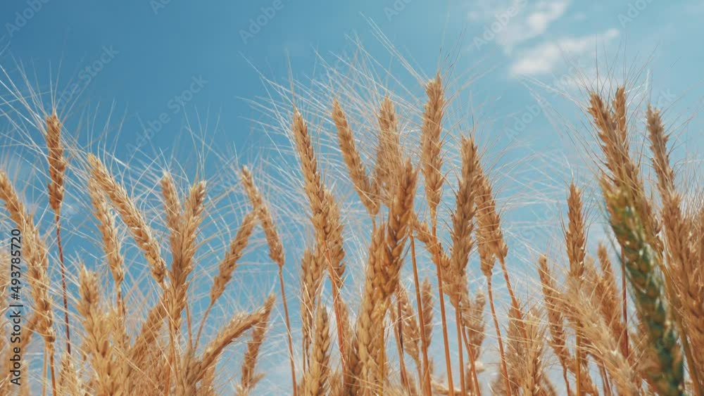 ears of wheat on the field during sunset. farming wheat harvesting agribusiness concept lifestyle. large wheat field. big harvest of wheat in summer on the field landscape ears of wheat on the field during sunset. farming wheat harvesting agribusiness concept lifestyle. large wheat field. big harvest of wheat in summer on the field landscape