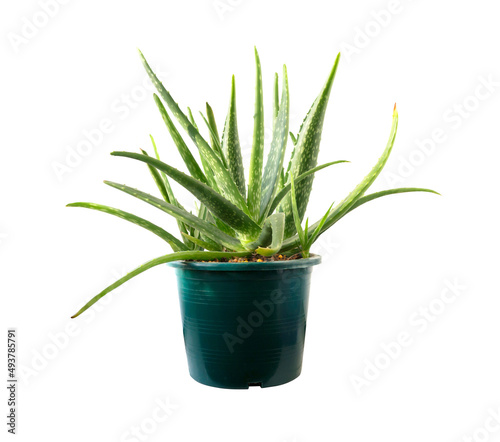 Aloe vera tree in green pot isolated on white background.