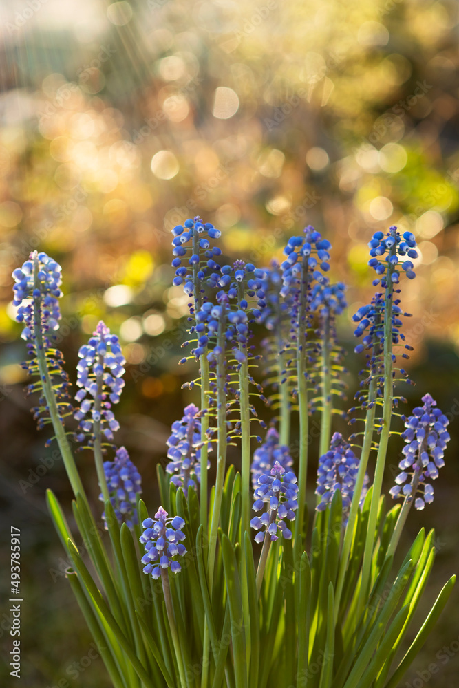 Grape hyacinths in the sunlight