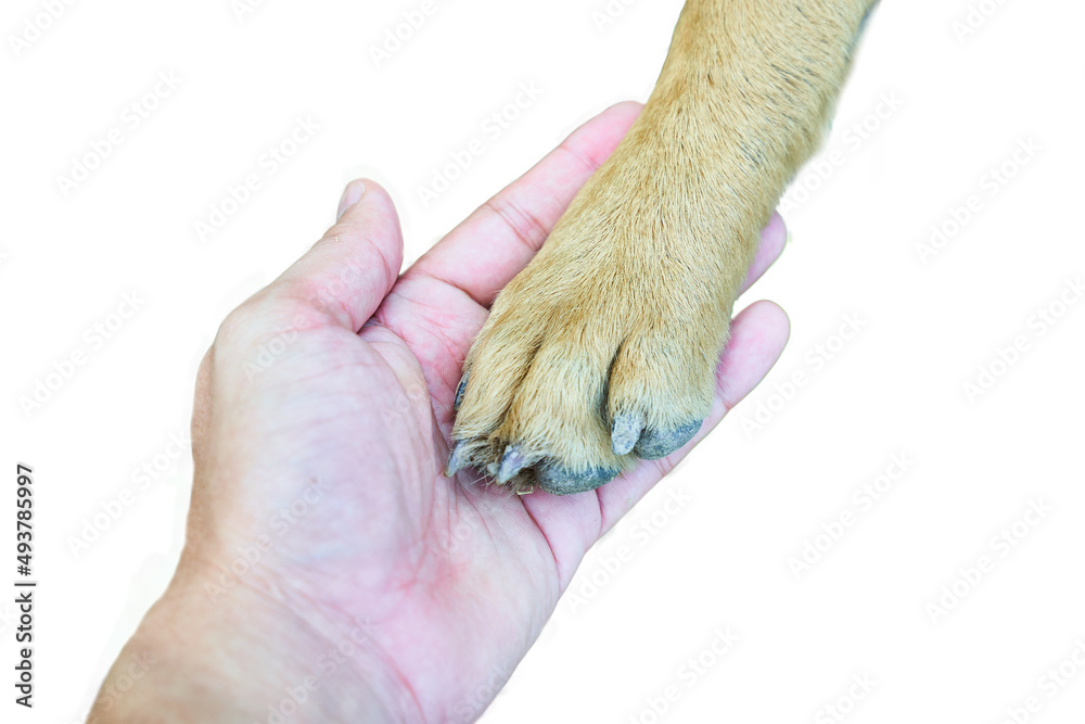 Obraz premium A dog is giving paw to human hand close up isolated on white background with clipping path 