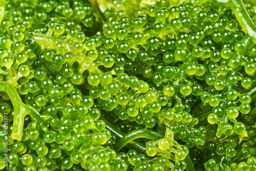 close up Green Caviar or Caulerpa lentillifera background. seaweed, Sea grapes                                           photo