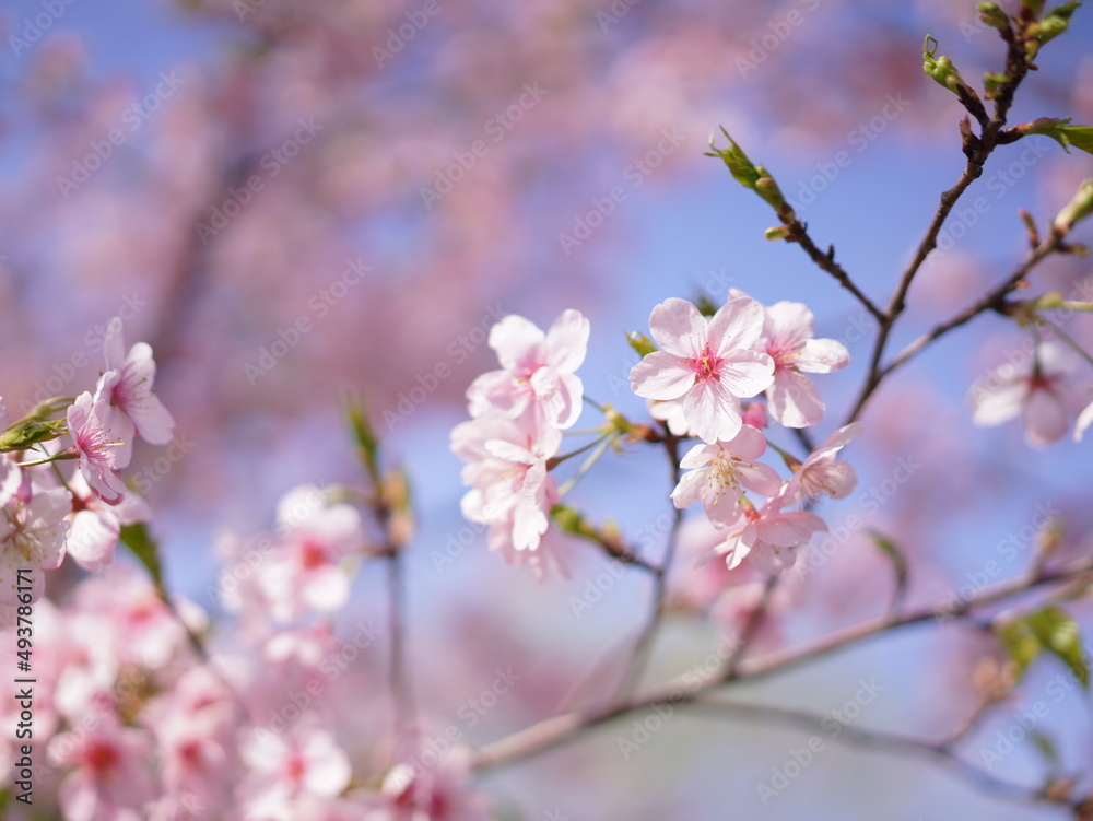 blossom blossom