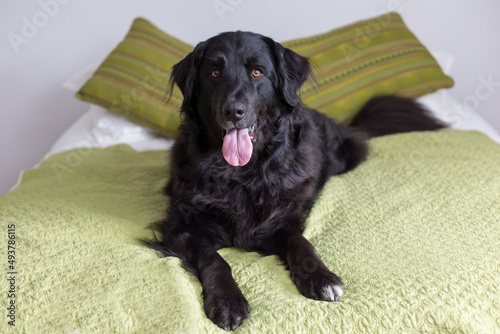 Selective focus horizontal frontal portrait of gorgeous ten-year old cross between a flat coat retriever and a Bernese Mountain Dog lying down on bed staring mouth open with an friendly expression