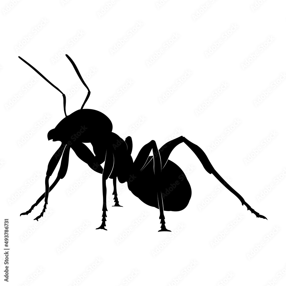 ant silhouette on white background. Stock Vector | Adobe Stock