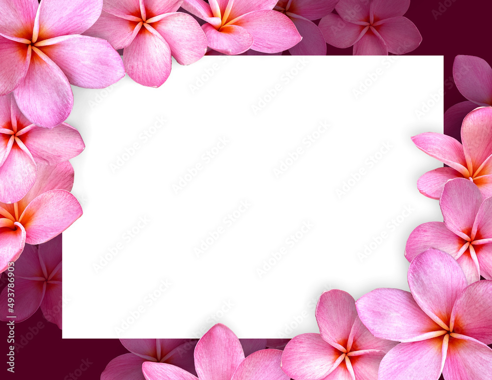 Empty white paper blank on Pink Plumeria flower frame.