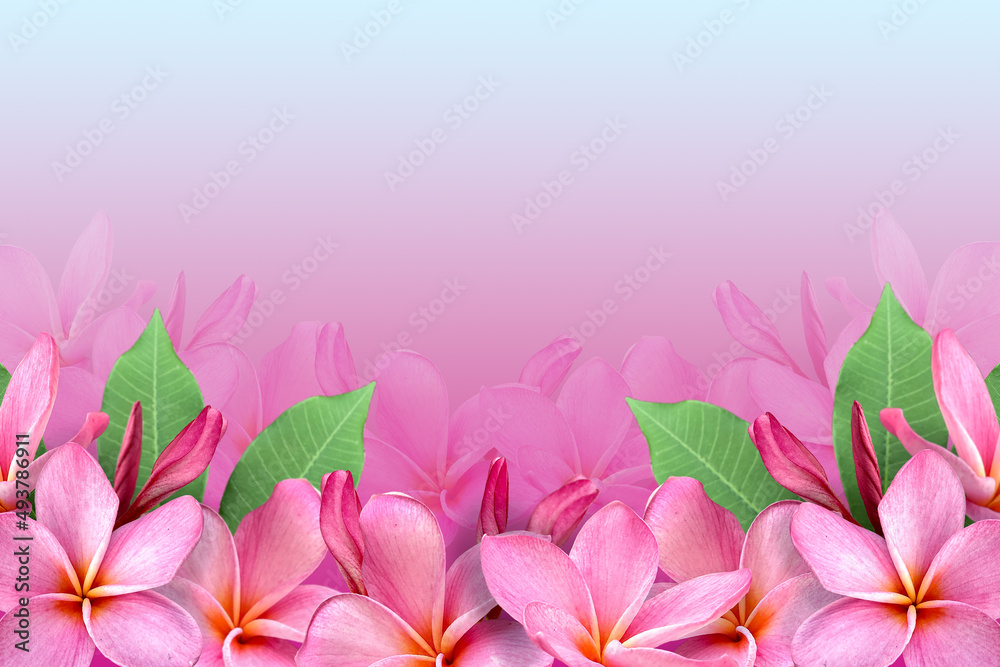 Frame of flowers, pink frangipani flower and Copy space.