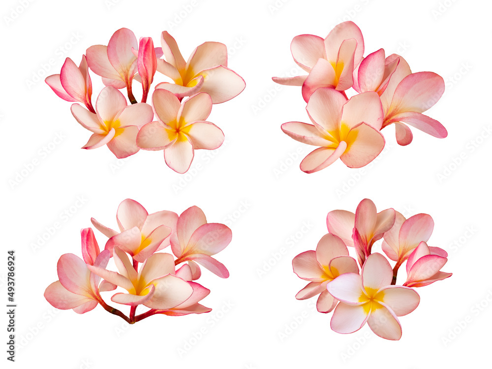 Fototapeta premium Pink Plumeria flower or frangipani flower isolated white background