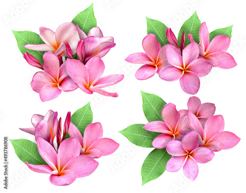 Pink Plumeria flower or frangipani flower isolated white background