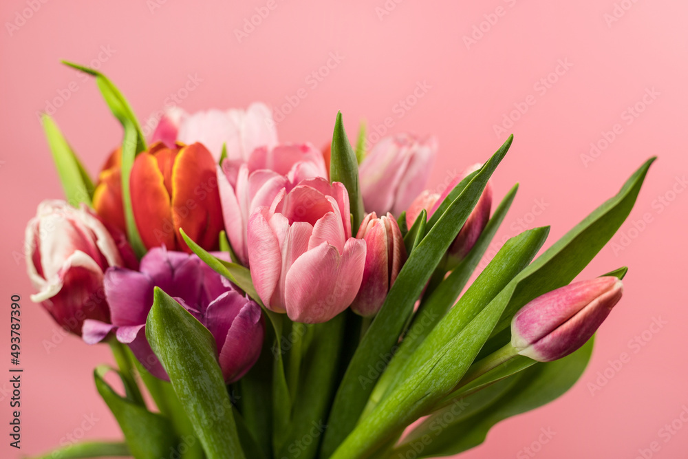 Tulip, a bouquet of tulips, on a pink background.Close-up. Gift for March 8,International Women's Day.Festive decor with flowers.Bouquet with colorful tulips.Festive floral decor.Spring tulips,bouquet Tulip, a bouquet of tulips, on a pink background.Close-up. Gift for March 8,International Women's Day.Festive decor with flowers.Bouquet with colorful tulips.Festive floral decor.Spring tulips,bouquet